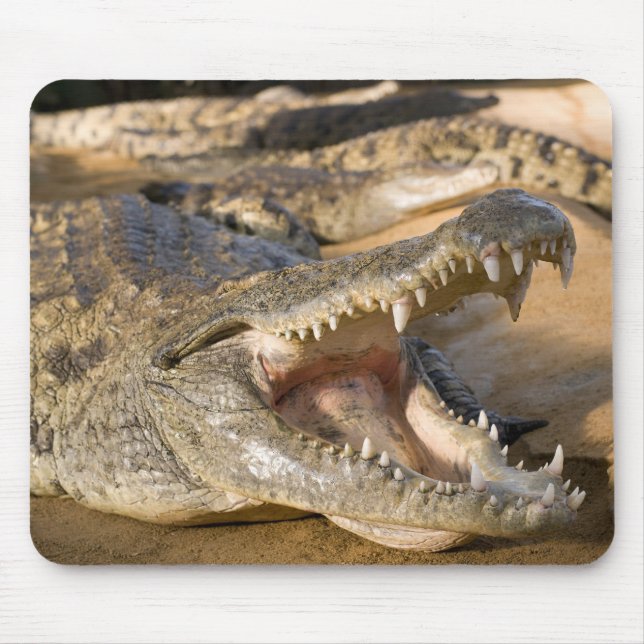 crocodile mouse mat (Front)
