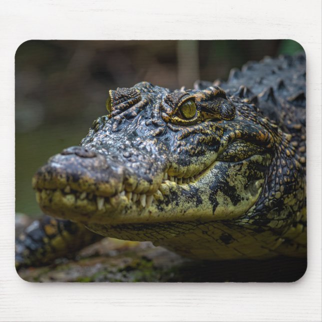 crocodile mouse mat (Front)
