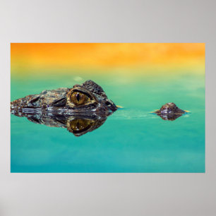 Crocodile on Still Body of Water Poster