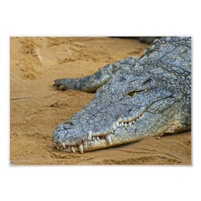 Crocodile Photo Print (Front)