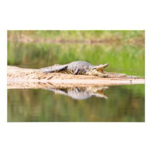 Crocodile Photo Print