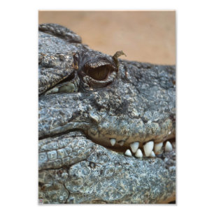 Crocodile Photo Print