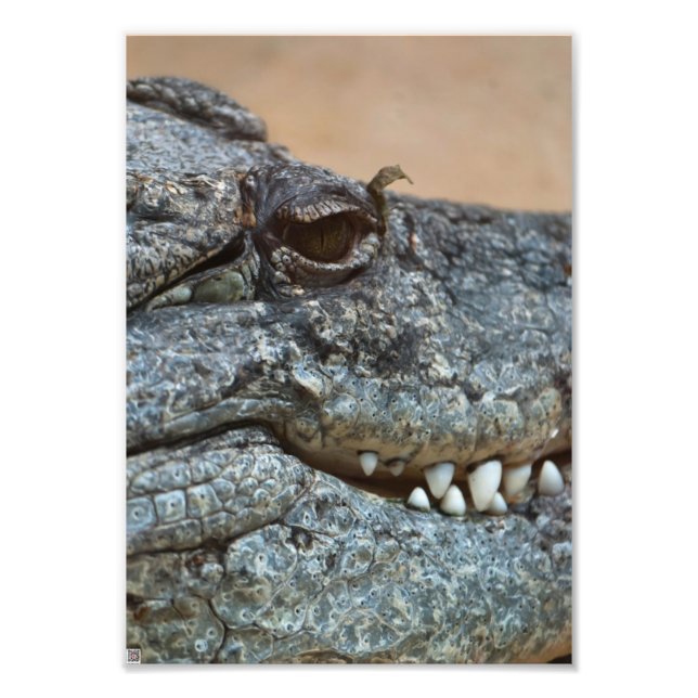Crocodile Photo Print (Front)