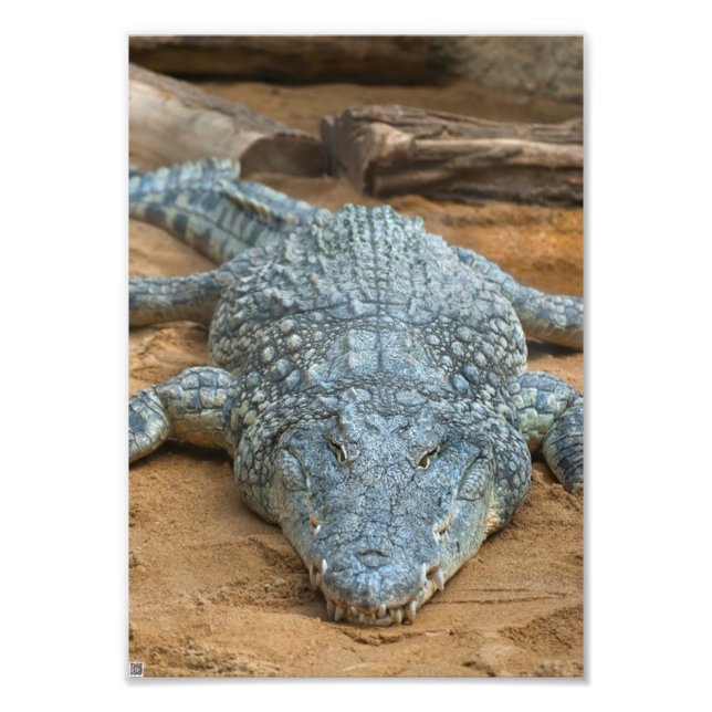 Crocodile Photo Print (Front)