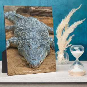 Crocodile Plaque