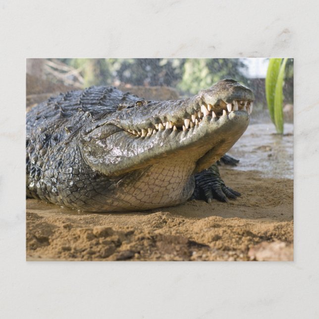 crocodile postcard (Front)