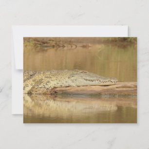 Crocodile  postcard