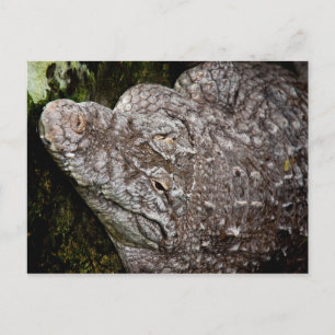 Crocodile Postcard