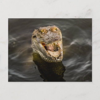 Crocodile Postcard