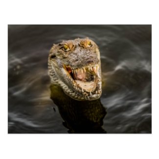 Crocodile Postcard
