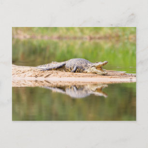 Crocodile Postcard