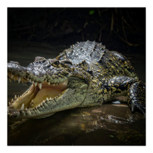 Crocodile Poster