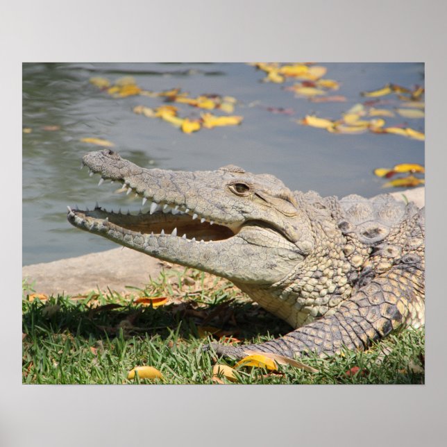 Crocodile Poster (Front)