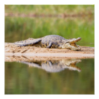 Crocodile