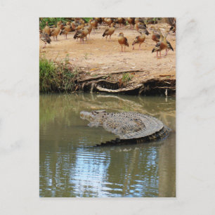 CROCODILE QUEENSLAND AUSTRALIA POSTCARD