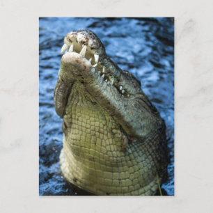 Crocodile Teeth Water Postcard