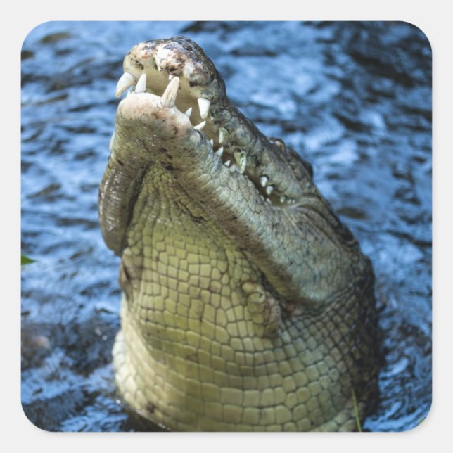 Crocodile Teeth Water Square Sticker (Front)