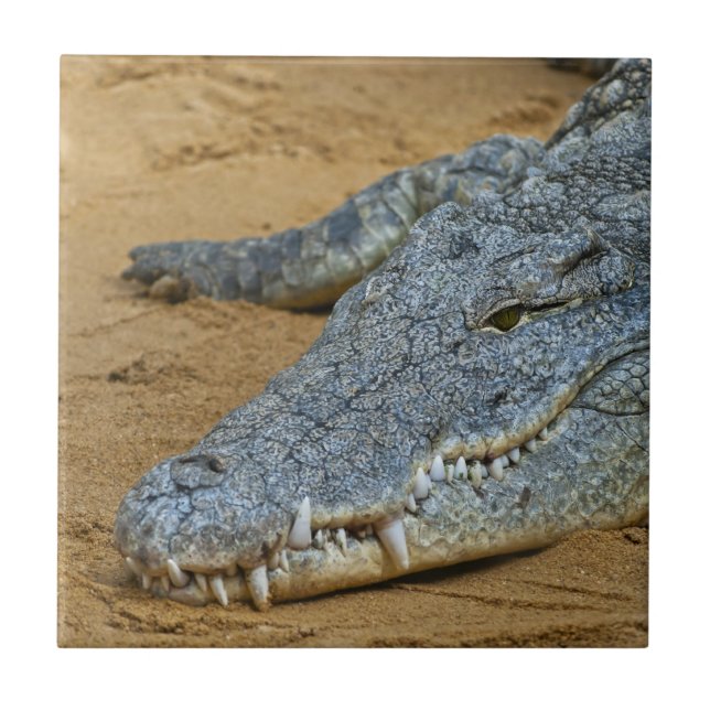 Crocodile Tile (Front)