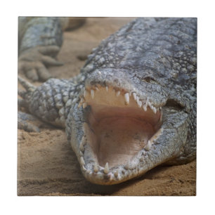 Crocodile Tile