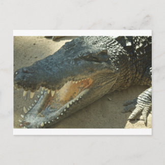 Crocodile with broken tooth.jpg postcard
