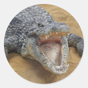 Crocodile with Jaws Wide Open Close-up Classic Round Sticker