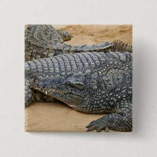 Crocodiles 15 Cm Square Badge