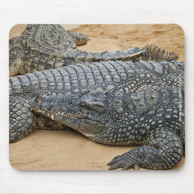 Crocodiles Mouse Mat (Front)