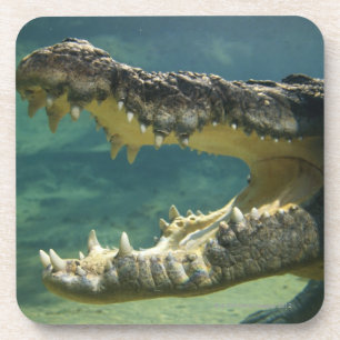 Crocodiles open mouth coaster