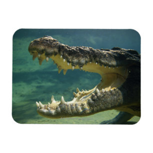 Crocodiles open mouth magnet