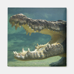 Crocodiles open mouth magnet