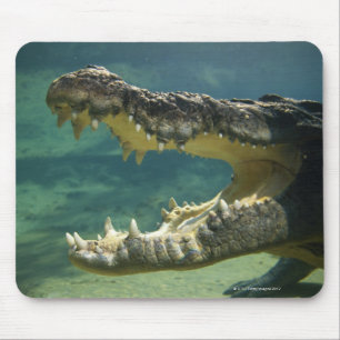 Crocodiles open mouth mouse mat