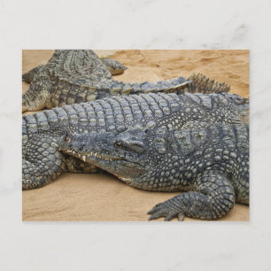 Crocodiles Postcard
