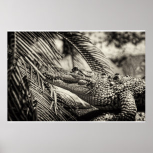 Crocodylus Moreletii Poster