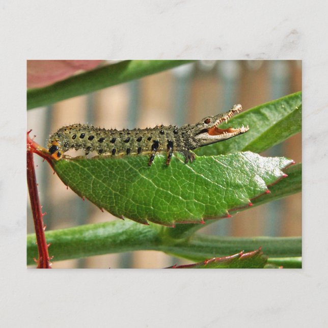 Crocopillar postcard (Front)