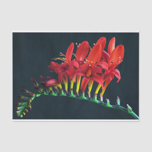Crocosomia Lucifer Montbretia Floral Tissue Paper (Front)