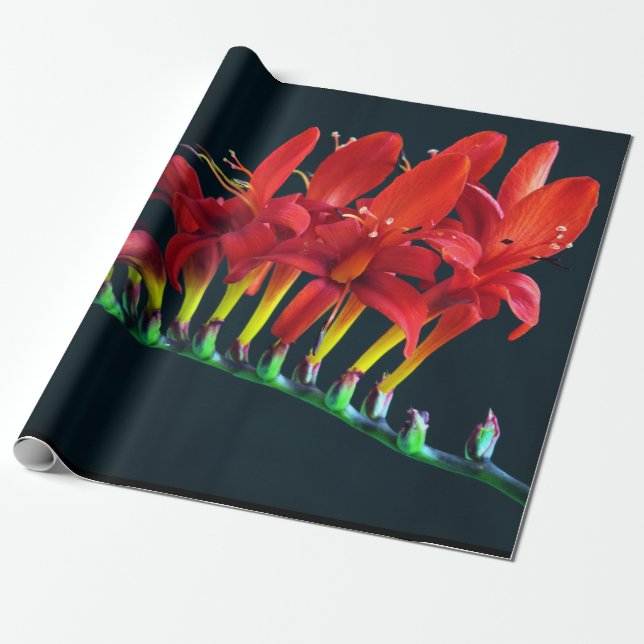 Crocosomia Lucifer Montbretia Floral Wrapping Paper (Unrolled)