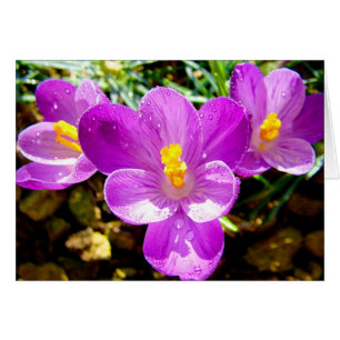 CROCUS
