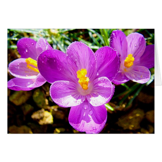 CROCUS (Front Horizontal)