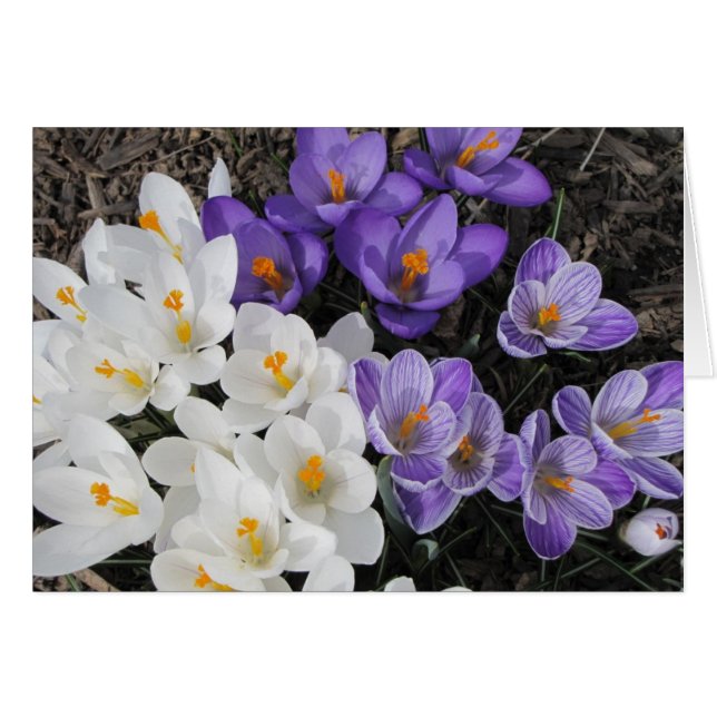 Crocus (Front Horizontal)