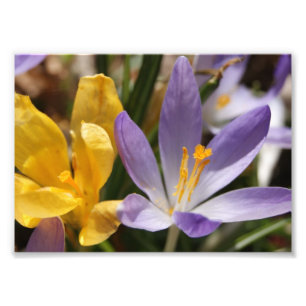 Crocus 5x7 Photographic Print