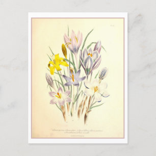 Crocus Botanical Illustration Vintage Postcard