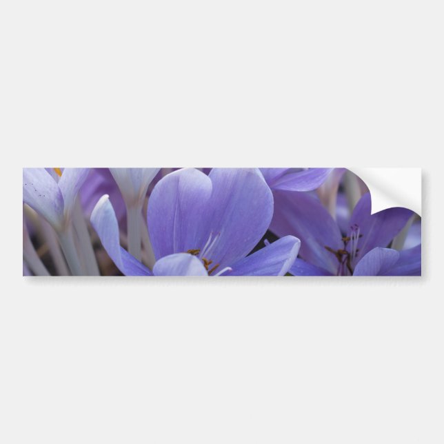 Crocus Bumper Sticker (Front)