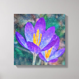 Crocus Canvas Print