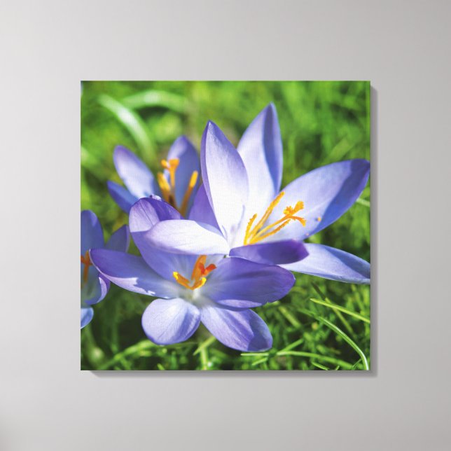 Crocus Canvas Print (Front)