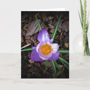 Crocus, card