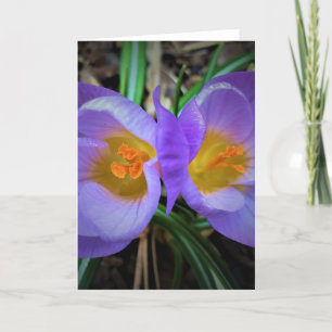 Crocus, card