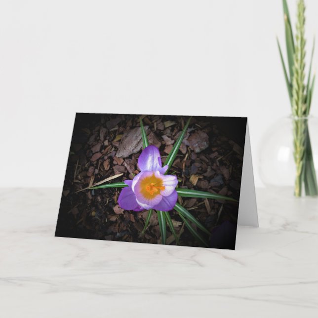 Crocus, card (Front)
