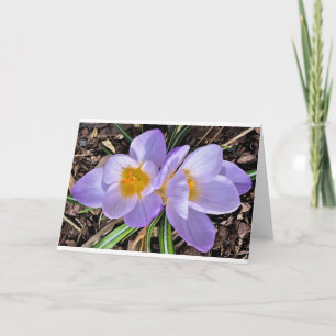 Crocus, card