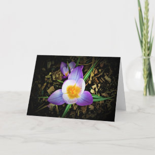 Crocus, card