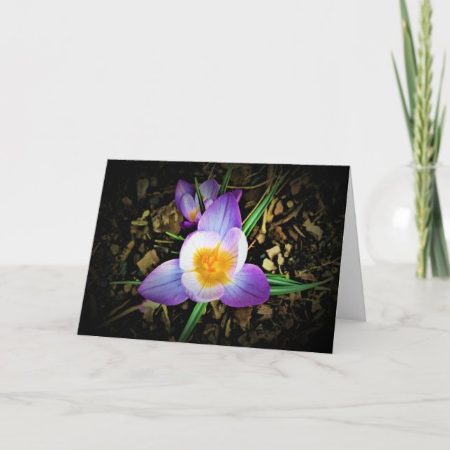 Crocus, card (Front)